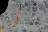 Pennsylvanian Fossil Horsetail (Annularia) Plate - Kentucky #181370-1